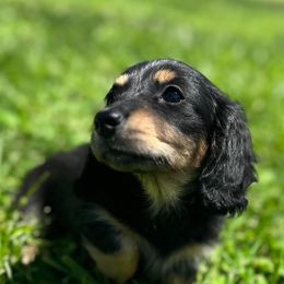 Dachshund Puppies from Creek Life Mini Dachshunds