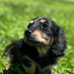 Dachshund Puppies from Creek Life Mini Dachshunds