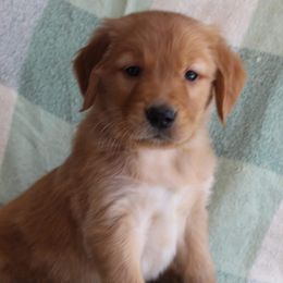 Golden Retrievers and Wirehaired Pointing Griffons from Maine Backwoods Kennel