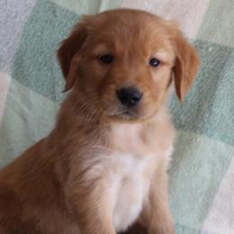 Golden Retrievers and Wirehaired Pointing Griffons from Maine Backwoods Kennel