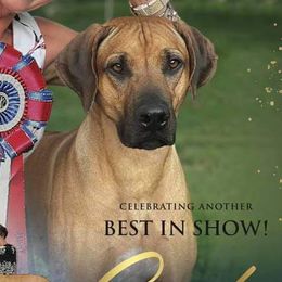 Rhodesian Ridgeback Puppies from Aziza Ridgebacks