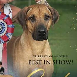 Rhodesian Ridgeback Puppies from Aziza Ridgebacks