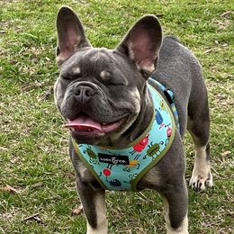 French Bulldogs from 3MT Frenchies