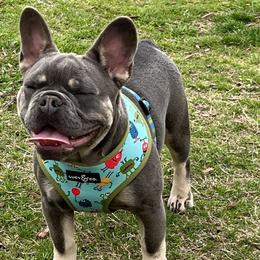 French Bulldogs from 3MT Frenchies