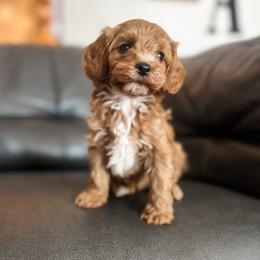 Jack - Red male Cavapoo puppy in Saint George, Utah from Fitzdoodles