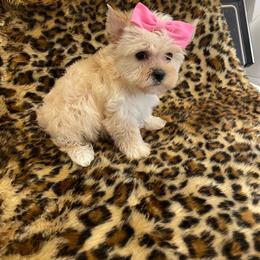 Farrah - Gold female Yorkshire Terrier puppy in Belpre, Ohio from Blackwoods Yorkies