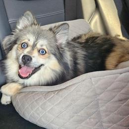 Fiona - Pomsky