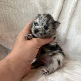 Jacob - Blue merle male Pomeranian puppy in Enumclaw, Washington from SantaAnna Pomeranians