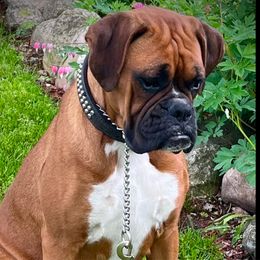 Ursula - Boxer
