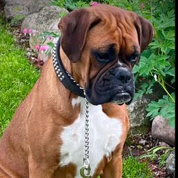Ursula - Boxer