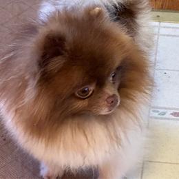 Santiago - Pomeranian