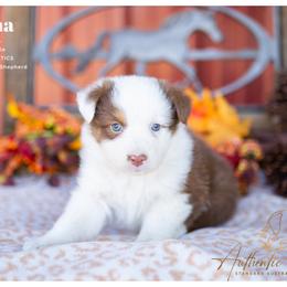 Hanna - Red Tri Female - Red tri-color female Australian Shepherd puppy in Red Bud, Illinois from Authentic Aussies