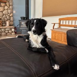 Poppy - Black and white female Aussiedoodle puppy in Peyton, Colorado from Colorful Colorado Aussiedoodles