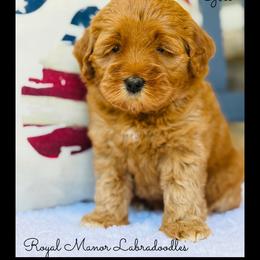 Girl 2 - Red female Australian Labradoodle puppy in Florence, New Jersey from Royal Manor Labradoodles