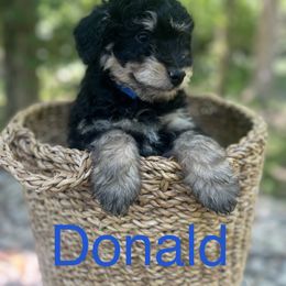 Bernedoodle Puppies from Cobble Creek Puppies