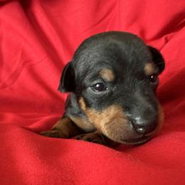 Girl 1 - female Manchester Terrier puppy in Dade City, Florida from Mystic Manchesters