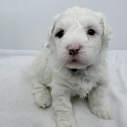 Stella - Blue merle and white female Sheepadoodle puppy in La Plata, Maryland from Serenity Creek Doodles