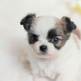 Stormy - Black and tan female Chihuahua puppy in Wayland, Michigan from MI Chihuahua