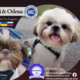 Shih Tzu puppies from Chimera Shih Tzu SW Florida