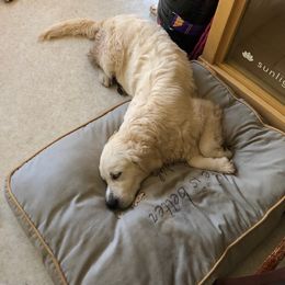 Golden Retriever Puppies from West Coast Cream Goldens