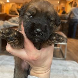 Reeces - Wheaten female Soft Coated Wheaten Terrier puppy in Kirksville, Missouri from BellSharps Australian Shepherds