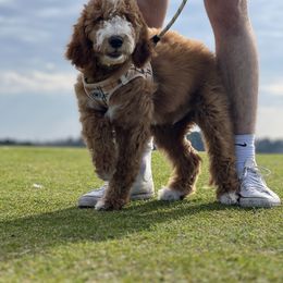 Goldendoodle Puppies from Lover Dover Doodles