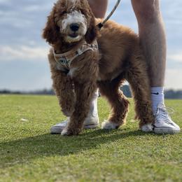 Goldendoodle Puppies from Lover Dover Doodles
