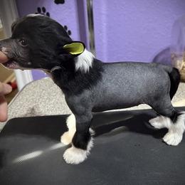 Oreo- Sweet Hairy Hairless Boy - Black and white male Chinese Crested puppy in Tomball, Texas from Gracieux Chinese Cresteds