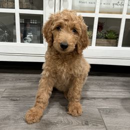 Brown - Apricot male Goldendoodle puppy in Bakersfield, California from Lavish Doodles