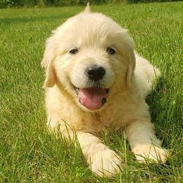Goldendoodle and Golden Retriever Puppies from Servant Kennel