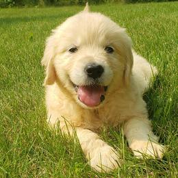 Goldendoodle and Golden Retriever Puppies from Servant Kennel