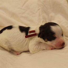 Hera - Brown and white female Bernedoodle puppy in Eagle Mountain, Utah from Liberty Farms Puppies