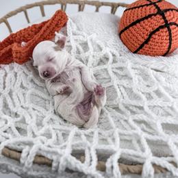 Jersey - Parti female Goldendoodle puppy in Jamestown, Kentucky from Milk & Honey Doodles