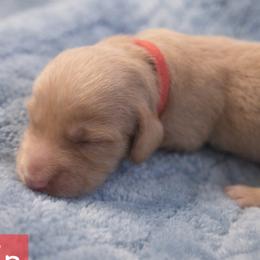 Alvin - Cream male Dachshund puppy in Lubbock, Texas from Wagging Tails