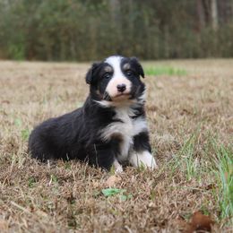 Tori - Tri-color female Border Collie puppy in Cedartown, Georgia from Ferguson Border Collies