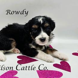 Rowdy - Black tri-color male Aussiedoodle puppy in Lancaster, Minnesota from Wilson Cattle Co.