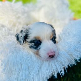 Ash - Blue merle Australian Shepherd puppy in Vista, California from Cummings Family Aussies
