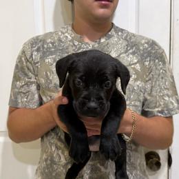Black 1 - Black female Cane Corso puppy in Kaufman, Texas from Phantom Corsos