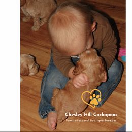 Cockapoo Puppies from Chesley Hill Cockapoos