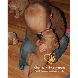 Cockapoo Puppies from Chesley Hill Cockapoos