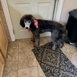 Poodle All Grown Up from Birch Creek Standard Poodles