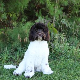 Dallas - Chocolate male Australian Labradoodle puppy in Williamstown, New York from Lewis Manor Labradoodles
