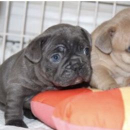 French Bulldog Puppies from 5th Avenue French Bulldogs