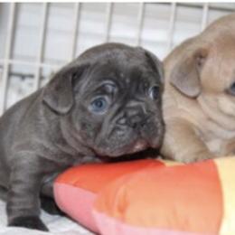 French Bulldog Puppies from 5th Avenue French Bulldogs