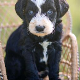 Augusta - female Australian Mountain Doodle puppy in Crete, Nebraska from Doodles & Co