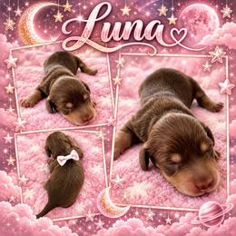 Luna - Chocolate and tan female Dachshund puppy in High Hill, Missouri from High Hill Hounds