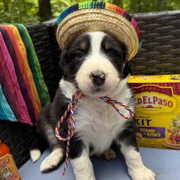 Taco - Black tri-color male Australian Shepherd puppy in Tuftonboro, New Hampshire from Aussies Edge Farm