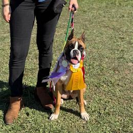 Benelli (Upcoming) - Boxer