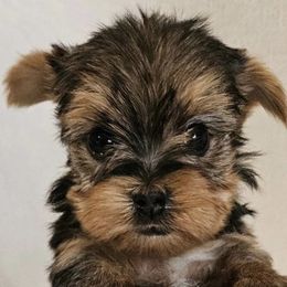 Golden Retrievers, Maltese, Morkies, and Yorkshire Terriers from Ashley Zumbach