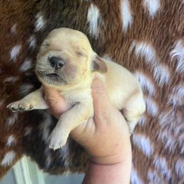 Red collar - Golden female Golden Retriever puppy in Jesup, Georgia from Painted Platinum Retrievers (Painted Platinum Kennel) PPK